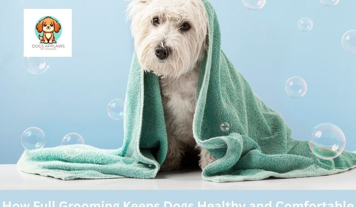How Full Grooming Keeps Dogs Healthy and Comfortable