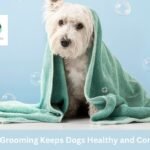 How Full Grooming Keeps Dogs Healthy and Comfortable