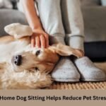 How In-Home Dog Sitting Helps Reduce Pet Stress Levels