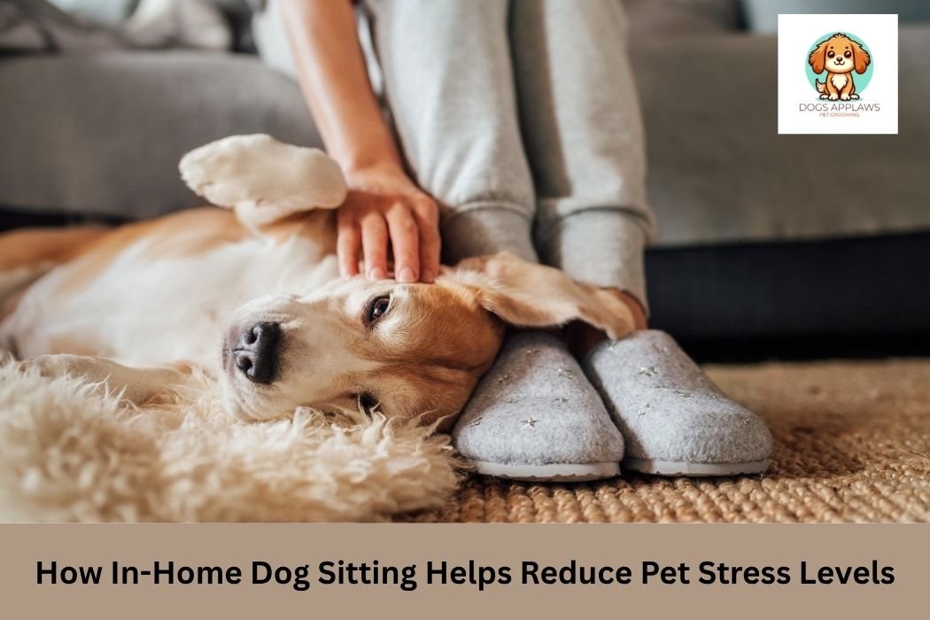How In-Home Dog Sitting Helps Reduce Pet Stress Levels
