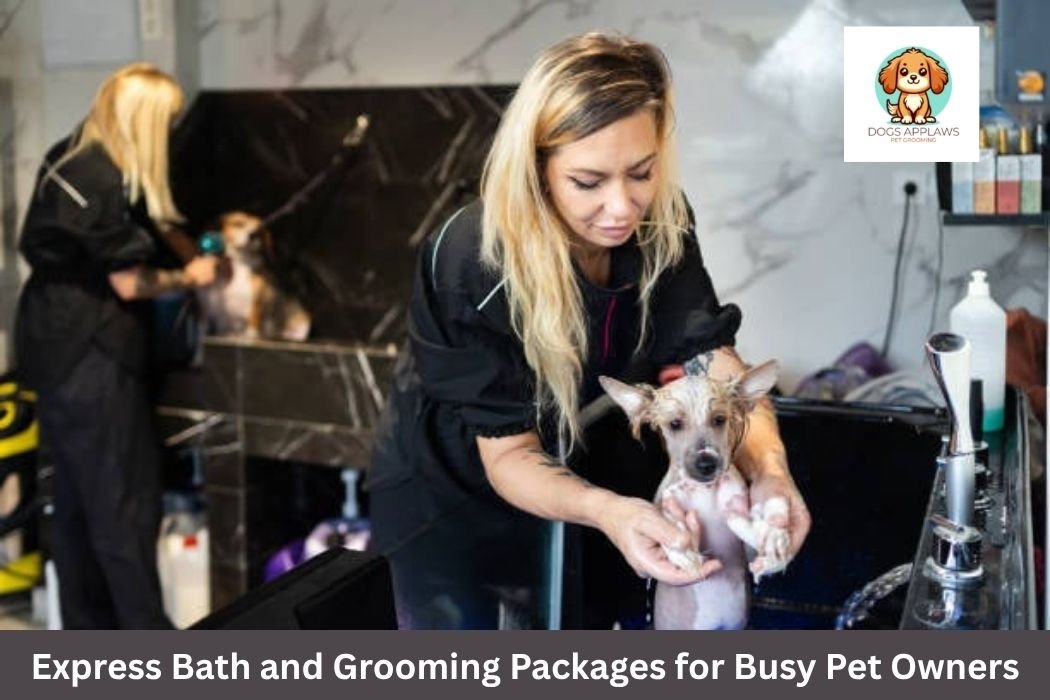 Express Bath and Grooming Packages for Busy Pet Owners
