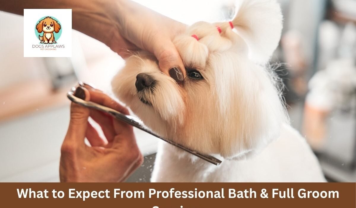 What to Expect From Professional Bath & Full Groom Services