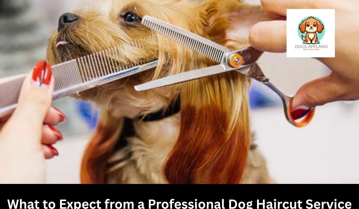 What to Expect from a Professional Dog Haircut Service