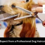 What to Expect from a Professional Dog Haircut Service