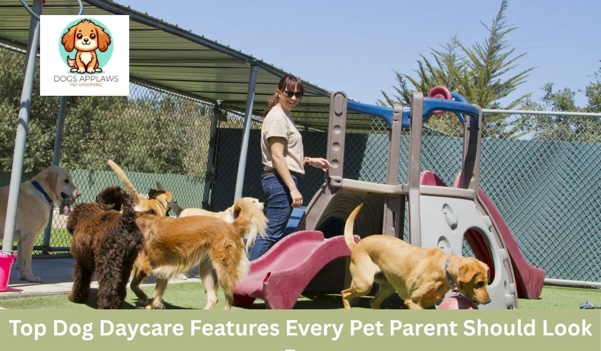 dog daycare