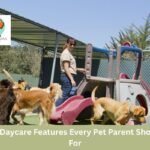dog daycare